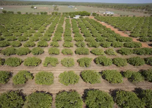 She maps mango farm