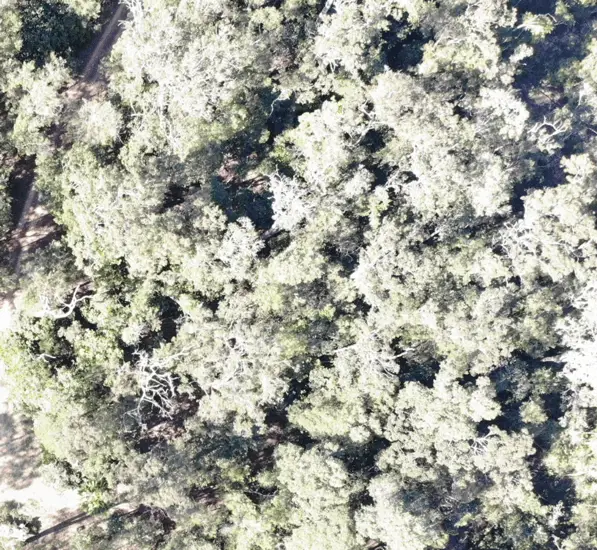 Aerial view of a large weed farm