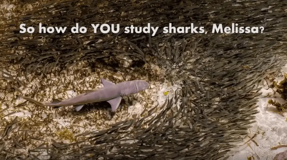 Drone image capture of a shark in a nursery