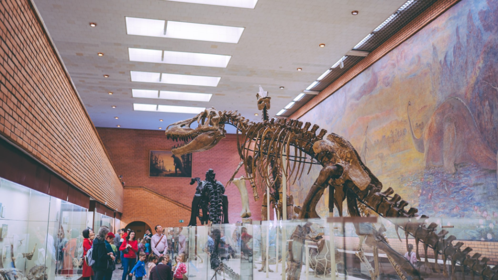 inside a dinosaur museum