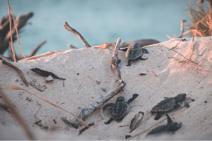Tiny baby turtles crawl up a sand dune