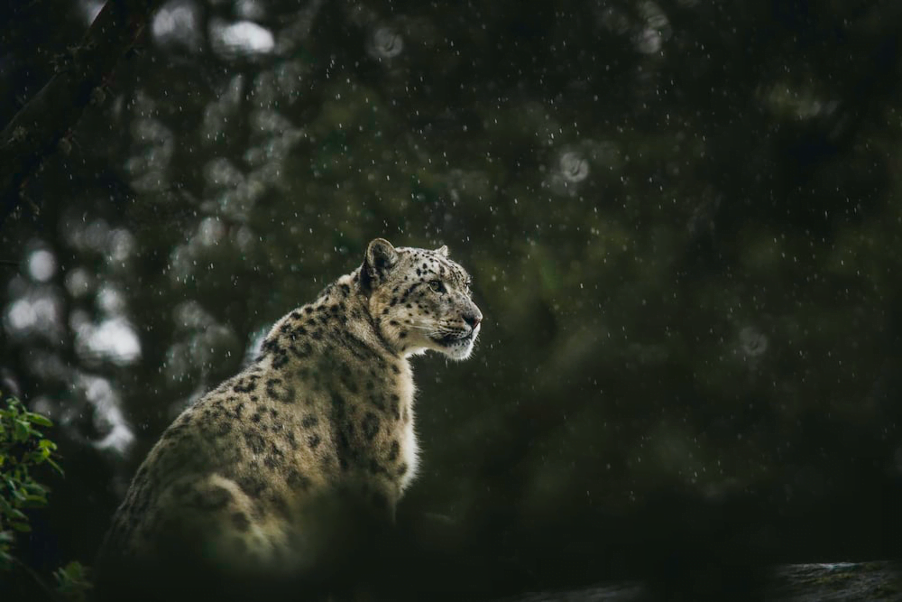 a snow leopard spotted in the wild
