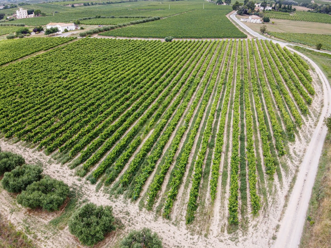 Teaching Agriculture with drones a vast greenery scene
