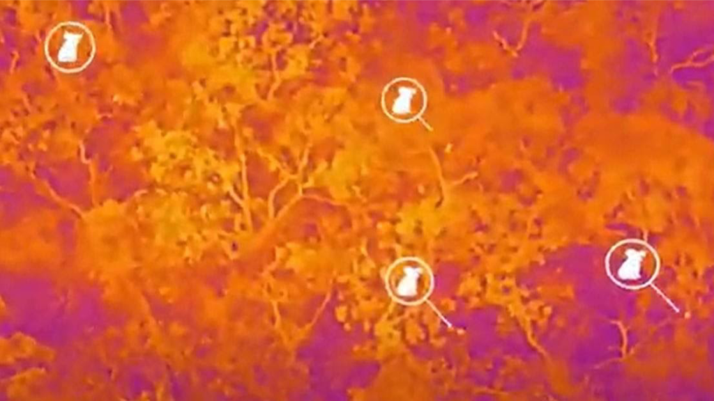 a still image of the infrared drone footage over kangaroo island forests with koalas showing up as white dots. the islander