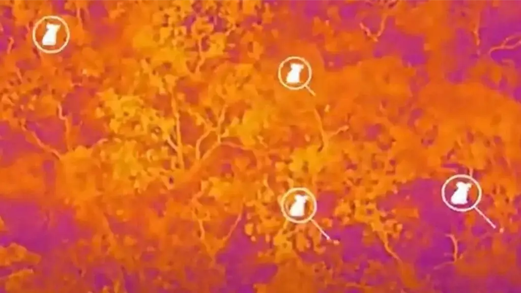 a still image of the infrared drone footage over kangaroo island forests with koalas showing up as white dots. the islander