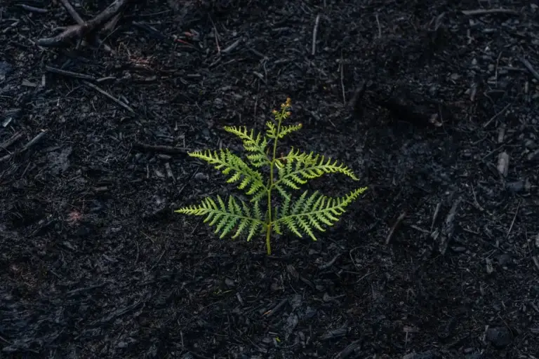 Bushfire regeneration she maps unit of work