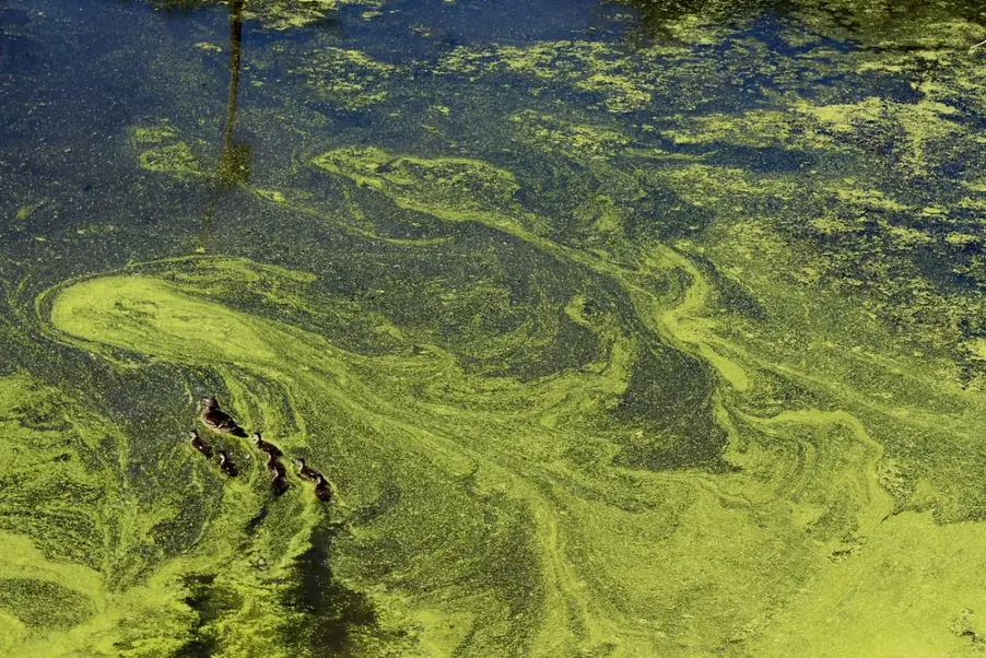Drones for River Restoration