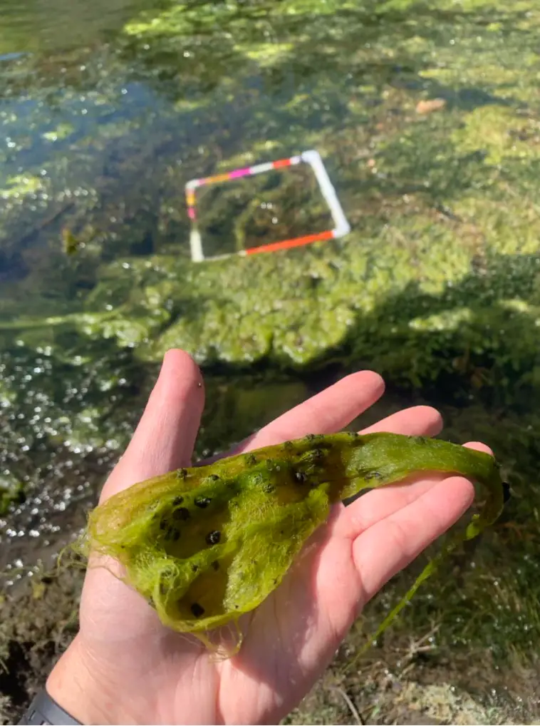 Drones for River Restoration algae