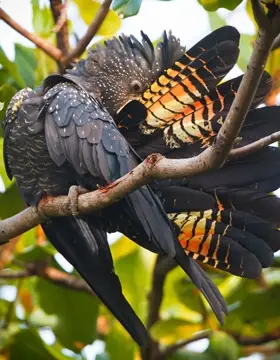 Yellow tail bird