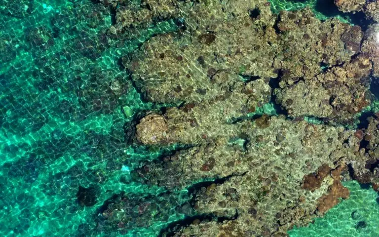 geonadir aerial view corals