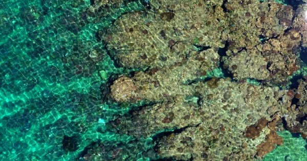 geonadir aerial view corals