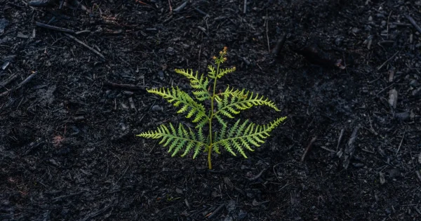 Bushfire regeneration she maps unit of work