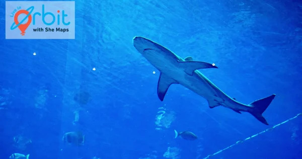 underwater photo of a shark