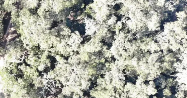 Aerial view of a large weed farm